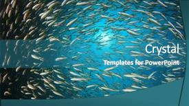  Presentation with fish ocean - Presentation design consisting of pulmo - fish school snapper fish underwater background and a teal colored foreground