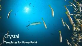  Presentation with fish ocean - PPT theme featuring pulmo - fish school snapper fish underwater background and a ocean colored foreground