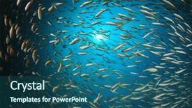  Presentation with fish ocean - Beautiful slide deck featuring pulmo - fish school snapper fish underwater backdrop and a ocean colored foreground