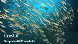  Presentation with fish ocean - Colorful slide set enhanced with pulmo - fish school snapper fish underwater backdrop and a ocean colored foreground