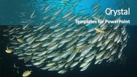 Presentation with fish ocean - Slide set with pulmo - fish school snapper fish underwater background and a teal colored foreground