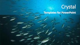  Presentation with fish ocean - PPT theme having pulmo - fish school snapper fish underwater background and a teal colored foreground