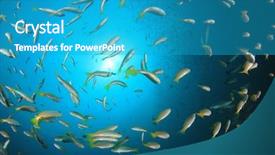  Presentation with fish ocean - Cool new PPT theme with pulmo - fish school snapper fish underwater backdrop and a teal colored foreground