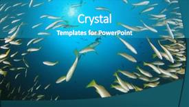  Presentation with tuna fish underwater in ocean - Presentation theme consisting of pulmo - fish school snapper fish underwater background and a  colored foreground