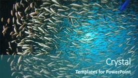  Presentation with tuna fish underwater in ocean - Slide deck having pulmo - fish school snapper fish underwater background and a  colored foreground