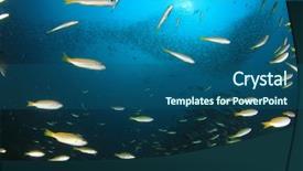 Presentation with fish ocean - PPT theme having pulmo - fish school snapper fish underwater background and a  colored foreground