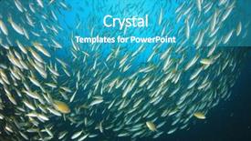  Presentation with fish ocean - Amazing presentation design having pulmo - fish school snapper fish underwater backdrop and a teal colored foreground