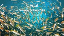  Presentation with fish ocean - Amazing theme having pulmo - fish school snapper fish underwater backdrop and a  colored foreground