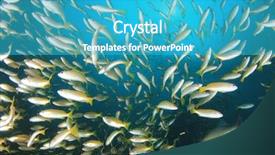  Presentation with fish ocean - Theme with pulmo - fish school snapper fish underwater background and a  colored foreground