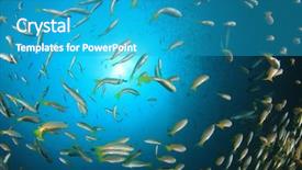  Presentation with tuna fish underwater in ocean - Audience pleasing theme consisting of pulmo - fish school snapper fish underwater backdrop and a teal colored foreground