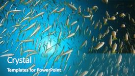  Presentation with fish ocean - PPT layouts with pulmo - fish school snapper fish underwater background and a  colored foreground