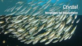  Presentation with fish ocean - Audience pleasing PPT layouts consisting of pulmo - fish school snapper fish underwater backdrop and a  colored foreground