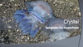  Presentation with jellyfish - PPT theme having pulmo - jellyfish on the beach background and a  colored foreground