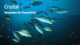  Presentation with fish - Slide set featuring pulmo - trevally fish jackfish or jack background and a teal colored foreground