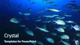  Presentation with fish ocean - Amazing PPT theme having pulmo - trevally jack fish school backdrop and a navy blue colored foreground