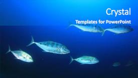  Presentation with sardines school in blue sea - Beautiful PPT theme featuring pulmo - trevally jack fish school backdrop and a gray colored foreground