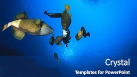  Presentation with reef octopus underwater - Slide set consisting of pulmo - triggerfish and groupers feeding background and a ocean colored foreground