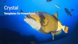  Presentation with coral reef - Beautiful slide deck featuring pulmo - triggerfish and groupers feeding backdrop and a cobalt blue colored foreground