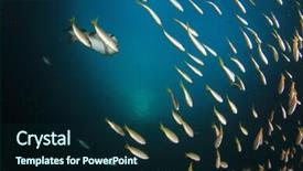  Presentation with tuna fish underwater in ocean - Colorful presentation design enhanced with pulmo - underwater fish school snapper fish backdrop and a  colored foreground