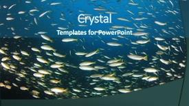  Presentation with fish ocean - Presentation theme consisting of pulmo - underwater fish school snapper fish background and a  colored foreground
