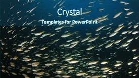  Presentation with tuna fish underwater in ocean - Cool new PPT theme with pulmo - underwater fish school snapper fish backdrop and a  colored foreground