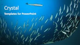  Presentation with fish ocean - PPT layouts having pulmo - underwater fish school snapper fish background and a  colored foreground