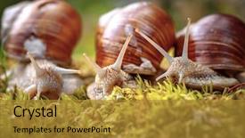  Presentation with mollusk - Colorful slide set enhanced with pulmon - helix pomatia also roman snail backdrop and a gold colored foreground
