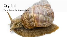  Presentation with janus roman mythology - Cool new theme with pulmon - helix pomatia big roman snail backdrop and a white colored foreground