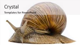 Presentation with roman legions - Amazing slide deck having pulmon - helix pomatia big roman snail backdrop and a white colored foreground