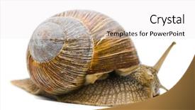 Presentation with roman - PPT theme consisting of pulmon - helix pomatia big roman snail background and a white colored foreground
