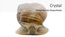 Presentation with roman - Amazing slides having pulmon - helix pomatia big roman snail backdrop and a white colored foreground