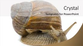  Presentation with roman - Theme consisting of pulmon - helix pomatia big roman snail background and a white colored foreground