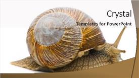  Presentation with roman - Cool new presentation design with pulmon - helix pomatia big roman snail backdrop and a white colored foreground