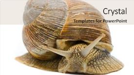  Presentation with snail - Amazing presentation having pulmon - helix pomatia big roman snail backdrop and a coral colored foreground