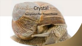  Presentation with roman - Audience pleasing presentation theme consisting of pulmon - helix pomatia big roman snail backdrop and a coral colored foreground
