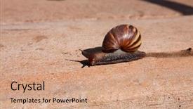  Presentation with ahu - Amazing presentation design having pulmon - o'ahu tree snail o ahu backdrop and a coral colored foreground