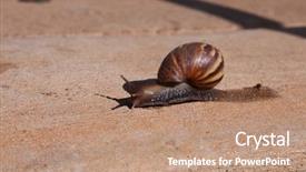 Presentation with ahu - Cool new PPT layouts with pulmon - o'ahu tree snail o ahu backdrop and a coral colored foreground