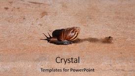  Presentation with ahu - Slide deck having pulmon - o'ahu tree snail o ahu background and a coral colored foreground