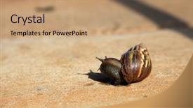  Presentation with ahu - Cool new theme with pulmon - o'ahu tree snail o ahu backdrop and a coral colored foreground