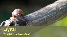  Presentation with ahu - Beautiful PPT layouts featuring pulmon - o'ahu tree snail o ahu backdrop and a tawny brown colored foreground