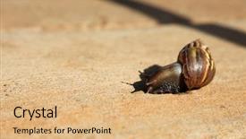  Presentation with ahu - Audience pleasing slide deck consisting of pulmon - o'ahu tree snail o ahu backdrop and a coral colored foreground