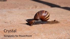  Presentation with ahu - Beautiful slide deck featuring pulmon - o'ahu tree snail o ahu backdrop and a coral colored foreground