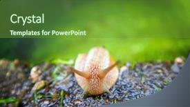  Presentation with roman legions - Amazing presentation theme having pulmon - roman snail - helix pomatia backdrop and a tawny brown colored foreground