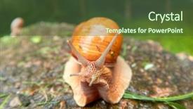  Presentation with roman - Amazing slide set having pulmon - roman snail - helix pomatia backdrop and a tawny brown colored foreground