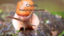  Presentation with roman - Amazing PPT theme having pulmon - roman snail - helix pomatia backdrop and a coral colored foreground