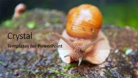  Presentation with roman - Amazing theme having pulmon - roman snail - helix pomatia backdrop and a coral colored foreground