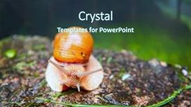  Presentation with janus roman mythology - Theme with pulmon - roman snail - helix pomatia background and a tawny brown colored foreground