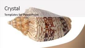  Presentation with sea shell - Amazing PPT theme having pulmon - sea snail shell isolate backdrop and a light gray colored foreground