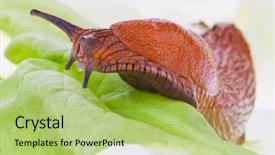  Presentation with lettuce - Presentation theme having flag of mexico with soccer ball over grass background - very highly detailed render background and a tawny brown colored foreground