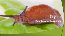  Presentation with lettuce - Beautiful slides featuring pulmon - slug crawls slowly backdrop and a tawny brown colored foreground